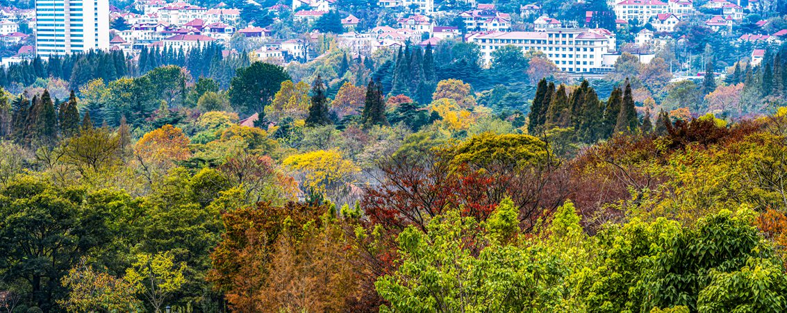 青岛中山公园秋色