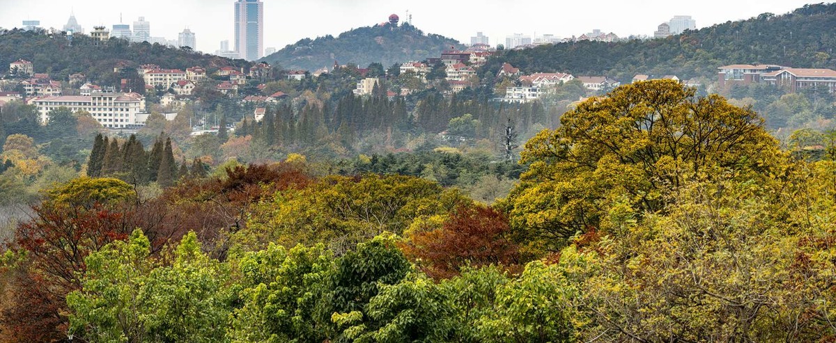 青岛中山公园秋色