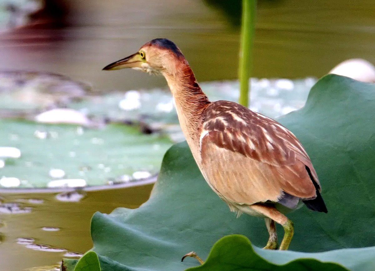 池塘里的黄苇鳽