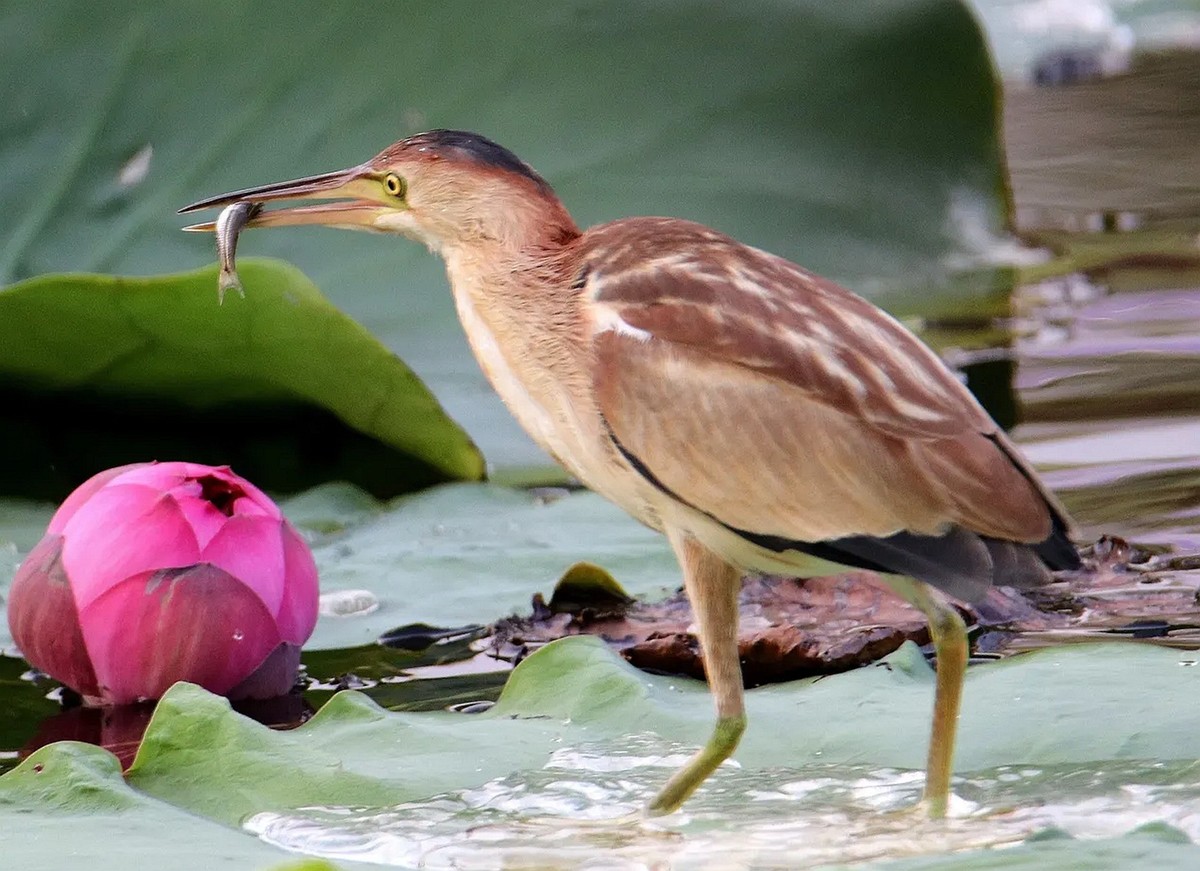 池塘里的黄苇鳽
