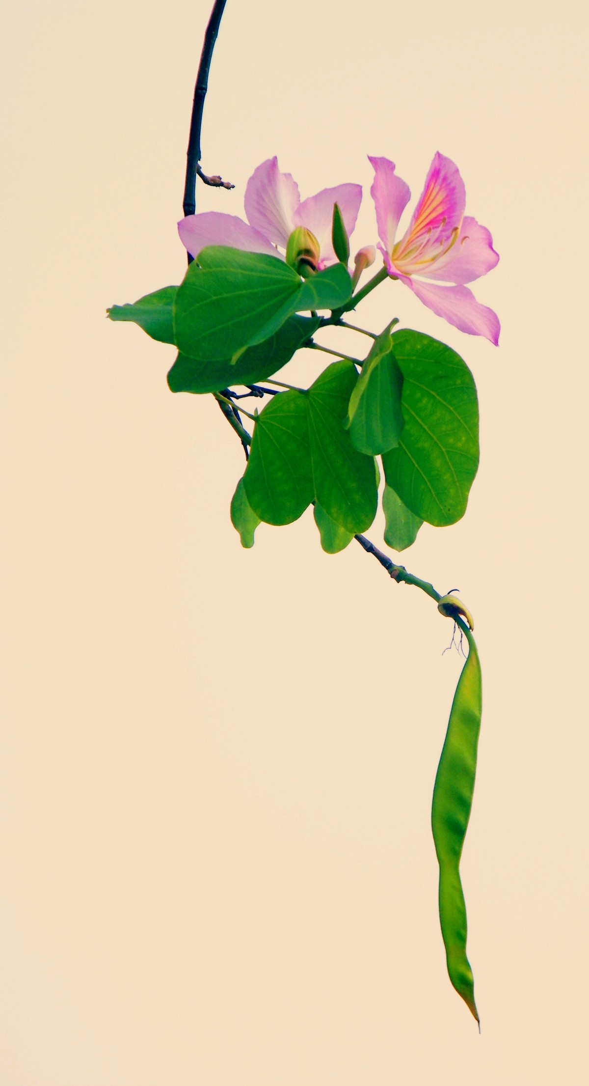 宫粉紫荆之春浓（国画画意摄影）