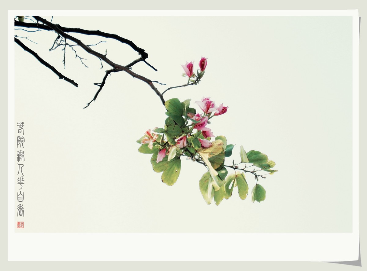 宫粉紫荆之春浓（国画画意摄影）