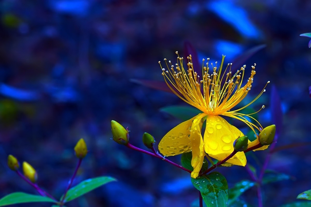 2022_雨后的金丝桃4