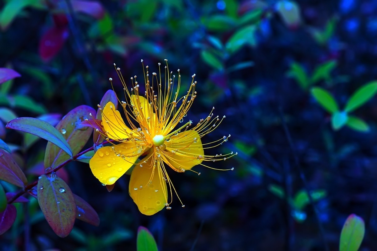 2022_雨后的金丝桃4