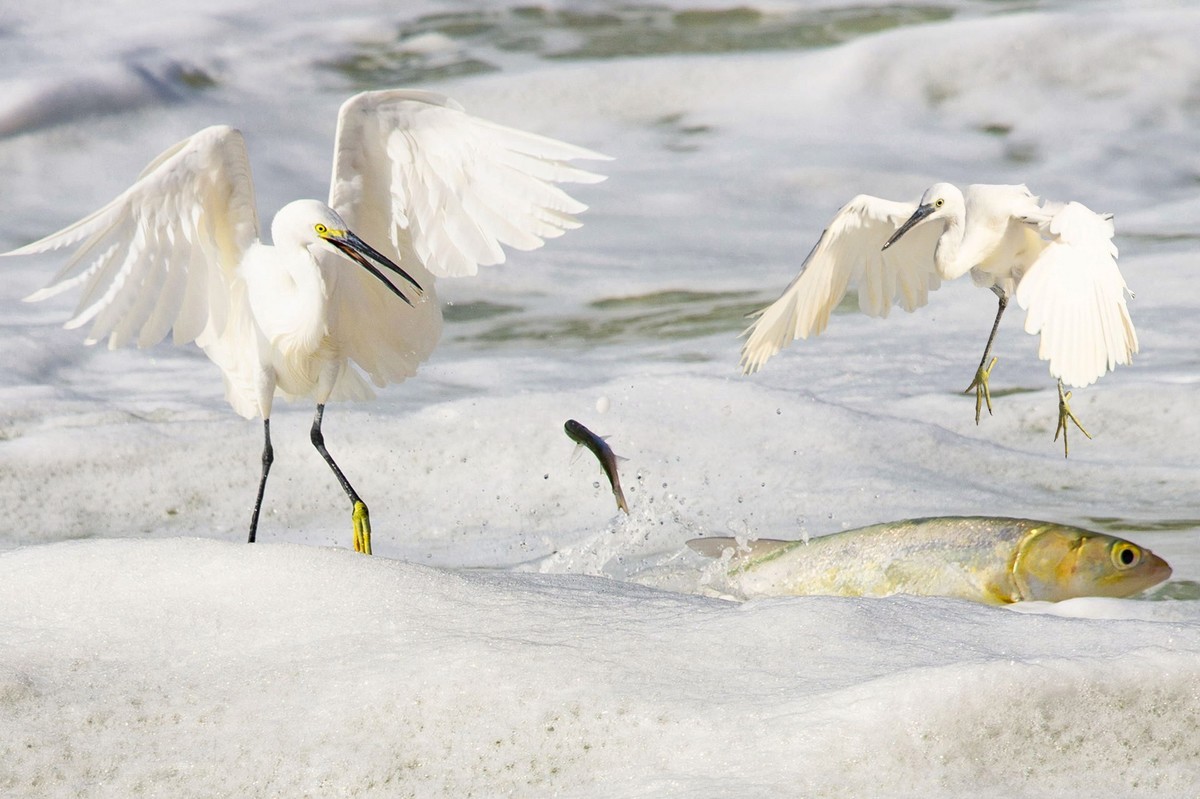 哇塞，好大的一条鱼！