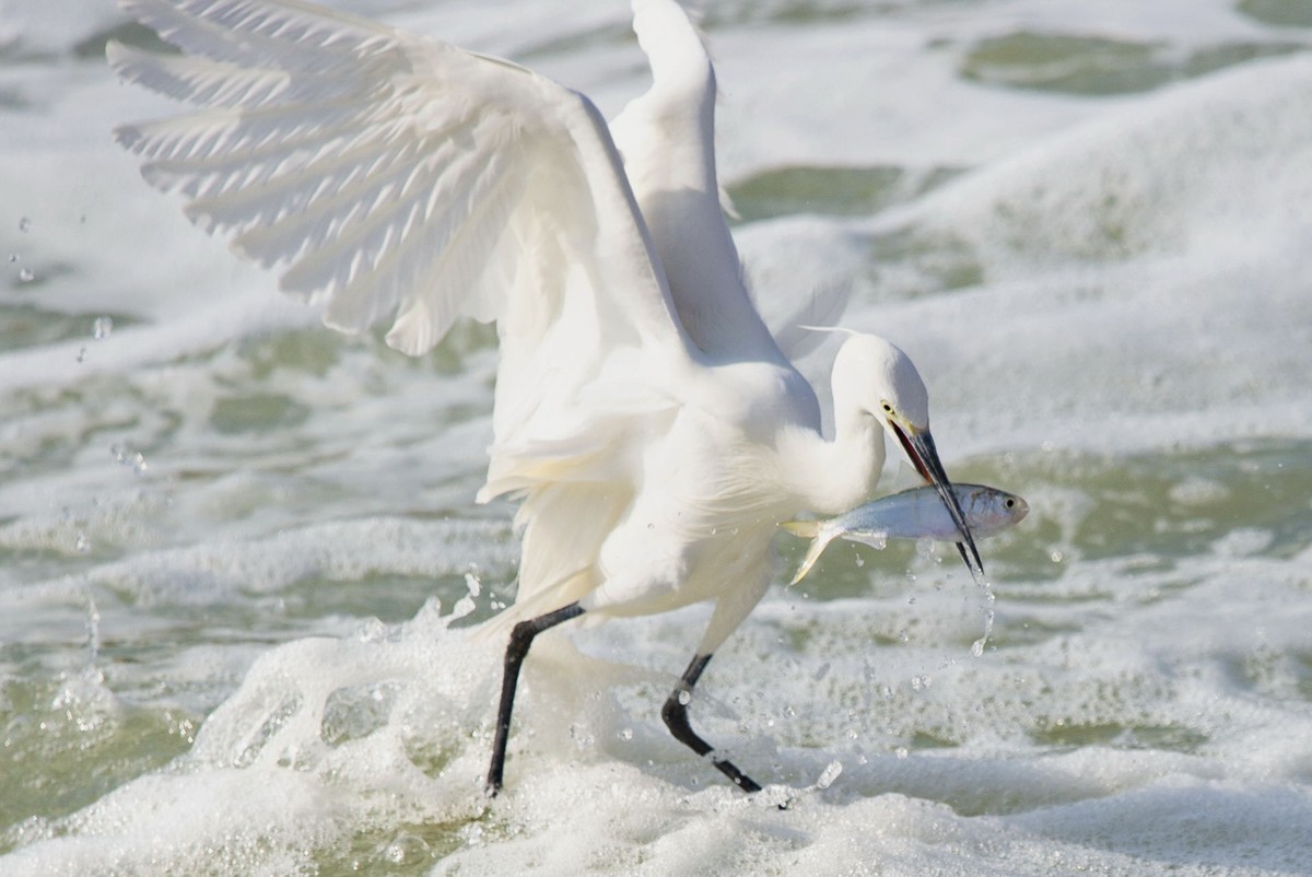 哇塞，好大的一条鱼！