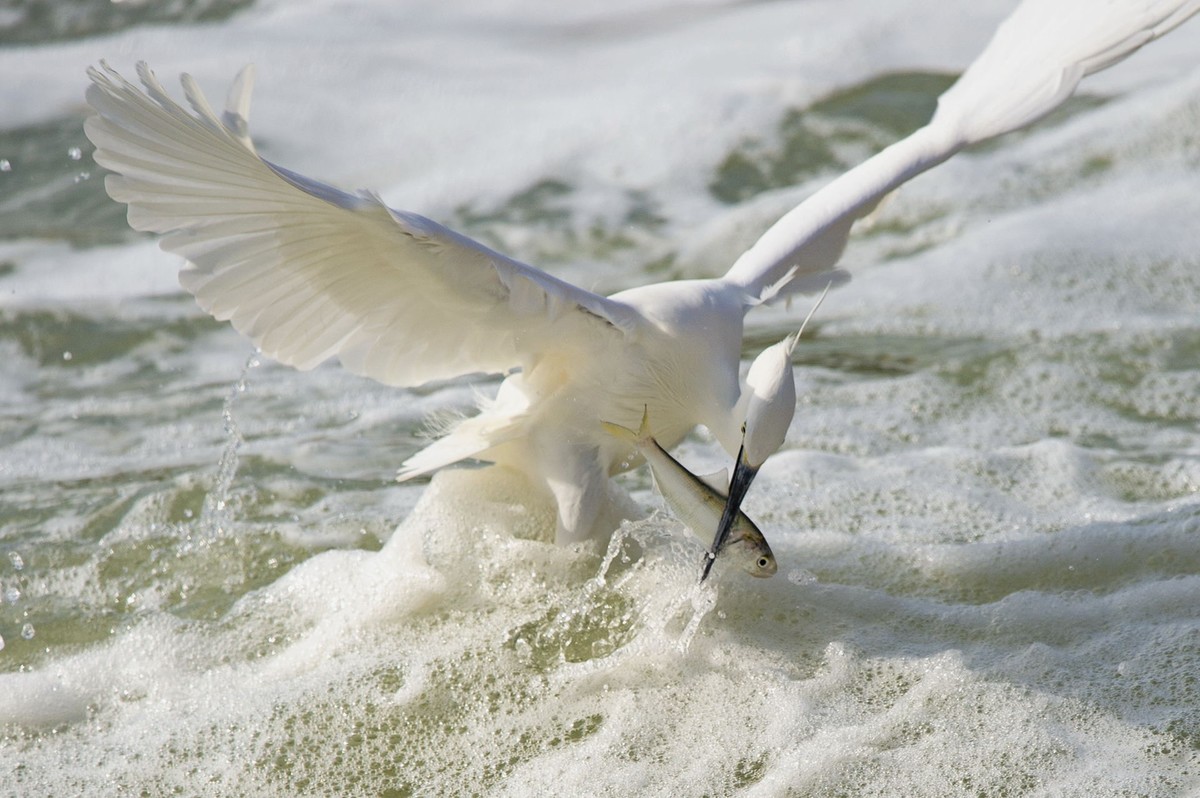 哇塞，好大的一条鱼！