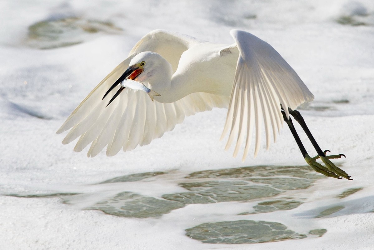 哇塞，好大的一条鱼！