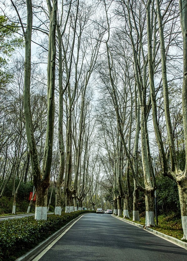 南京--参观明孝陵【1】告假帖