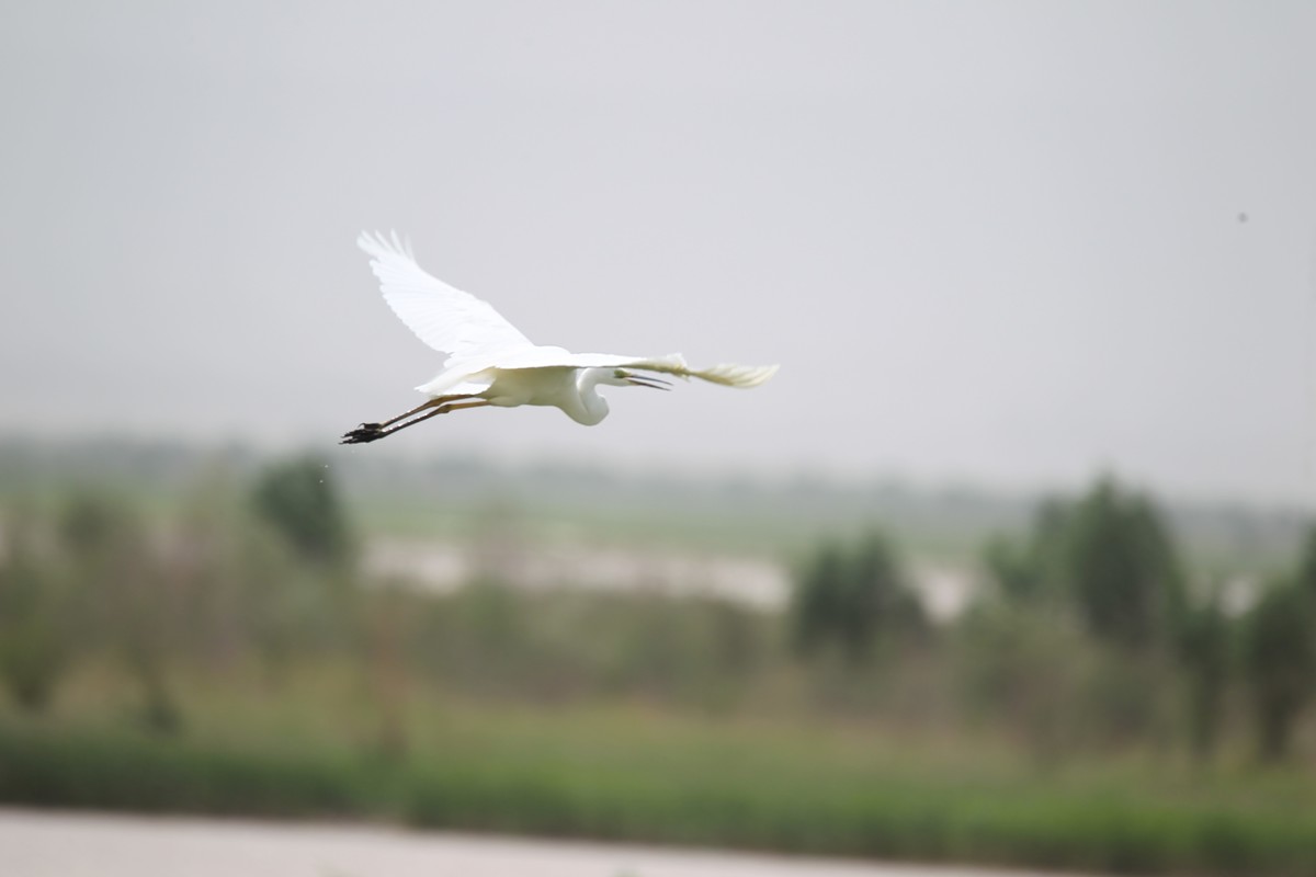 1D4杂片。无修原图