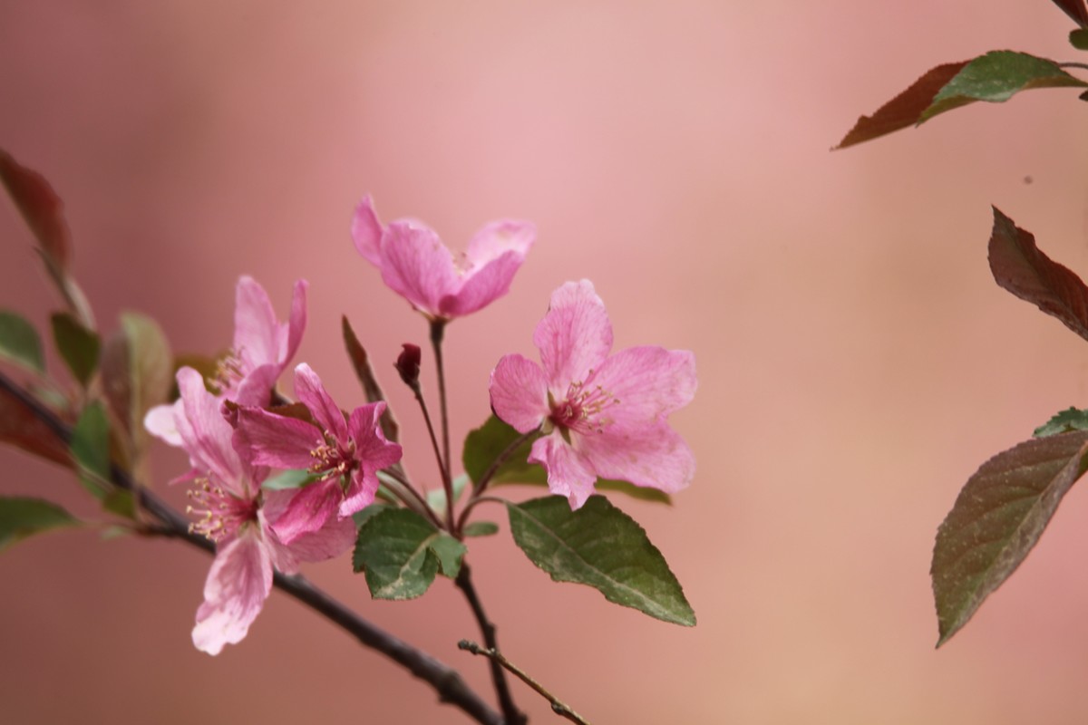 1D4杂片。无修原图