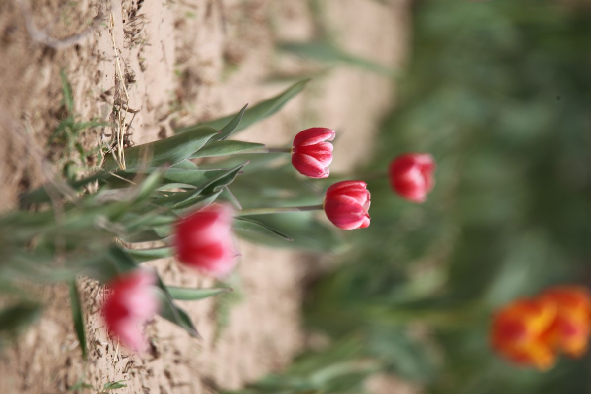 1D4杂片。无修原图