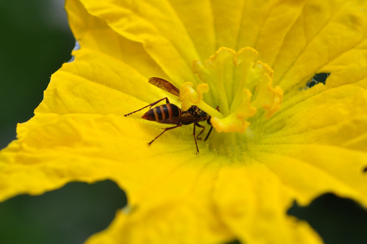 D90+60MM微距试拍，等效90mm焦距