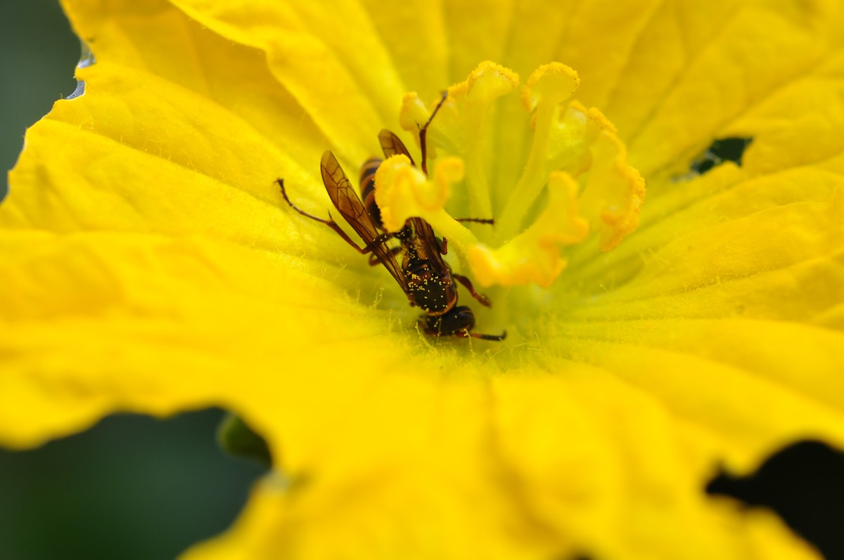 D90+60MM微距试拍，等效90mm焦距