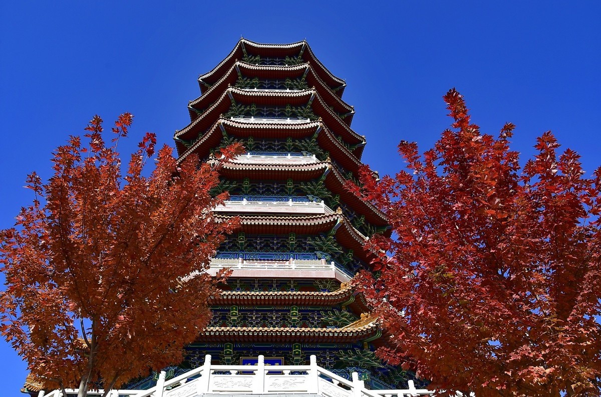 枫叶红了的季节