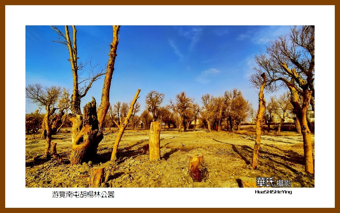 2023西行游记（新疆007）———游览南屯胡杨林公园（巴音郭楞州且末县）