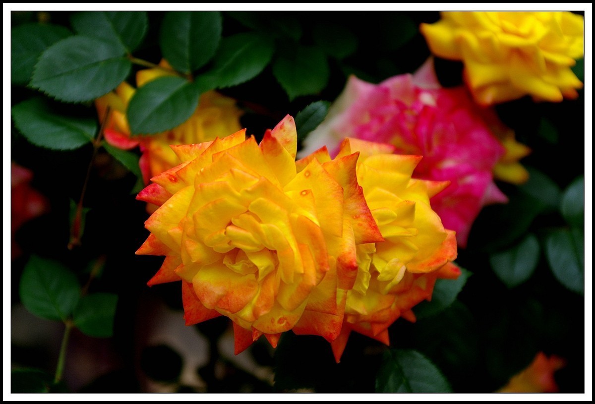 江苏扬州历史城区  【0511】