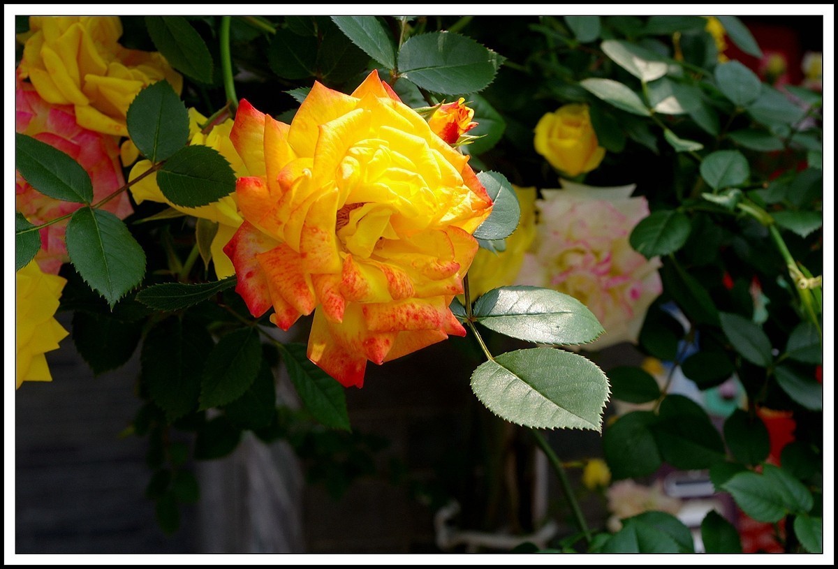 江苏扬州历史城区  【0511】