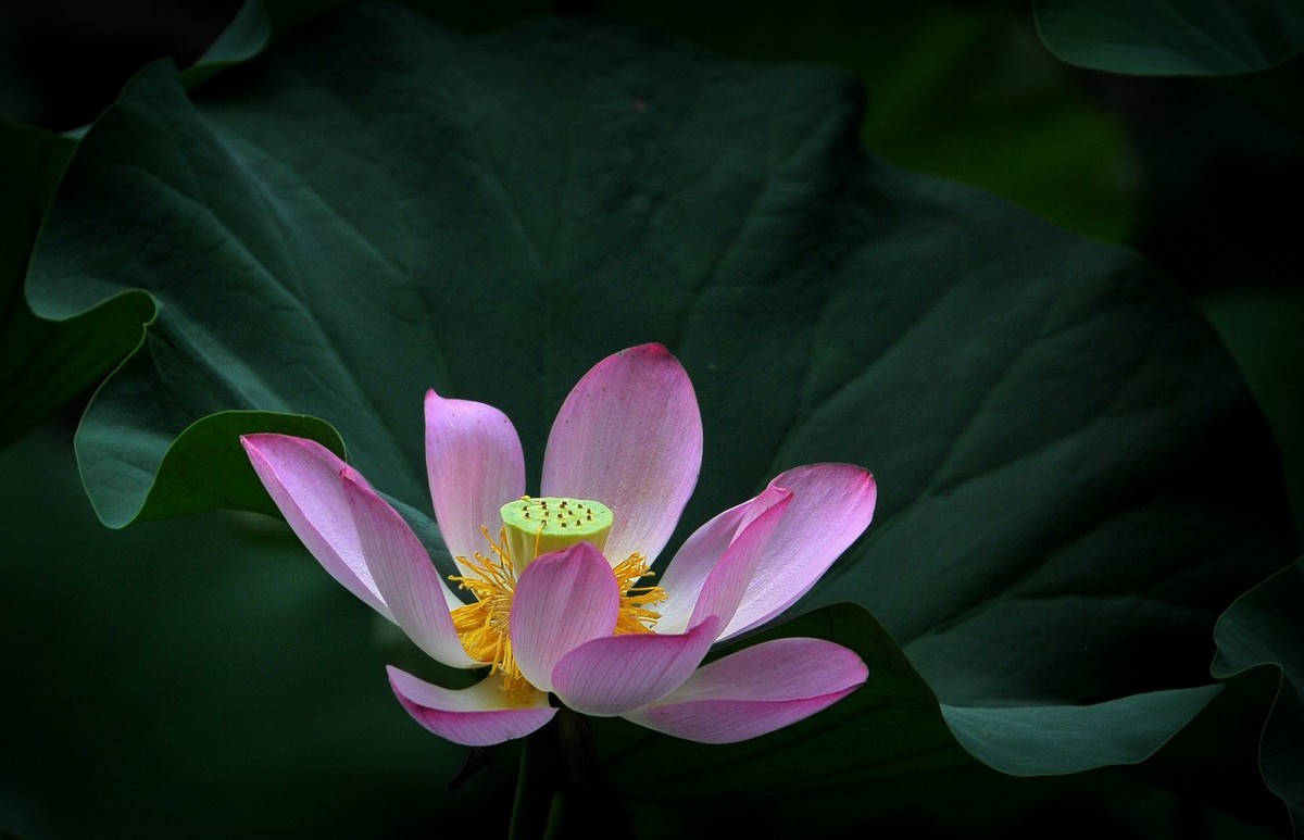 荷花（北宁公园）