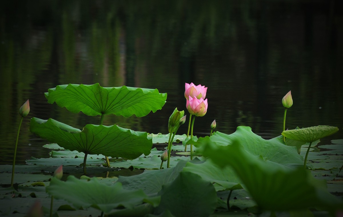 荷花（北宁公园）