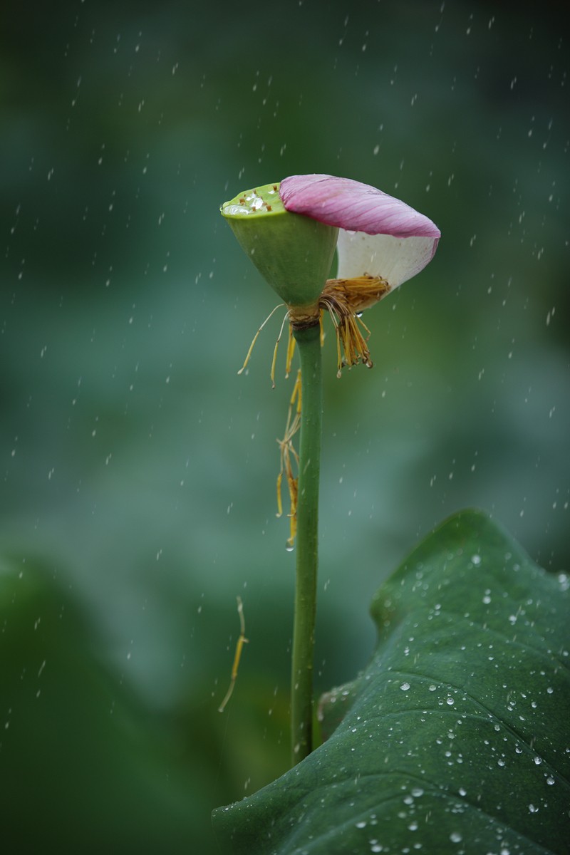 雨荷