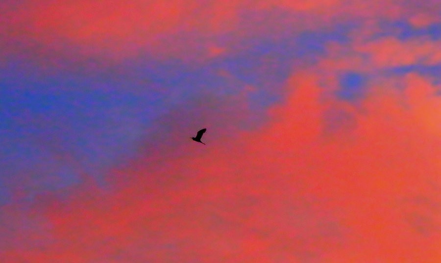 《不老松：纪实摄影》【大美河山系列报導】三游东戴河！ (16)傍晚的火烧云！