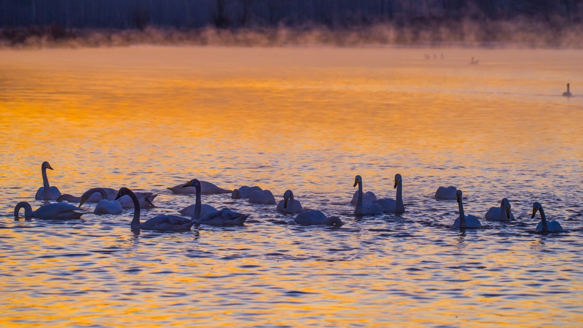 梦 醒 时 分 --- 北 票 大 天 鹅 （ 六 ）