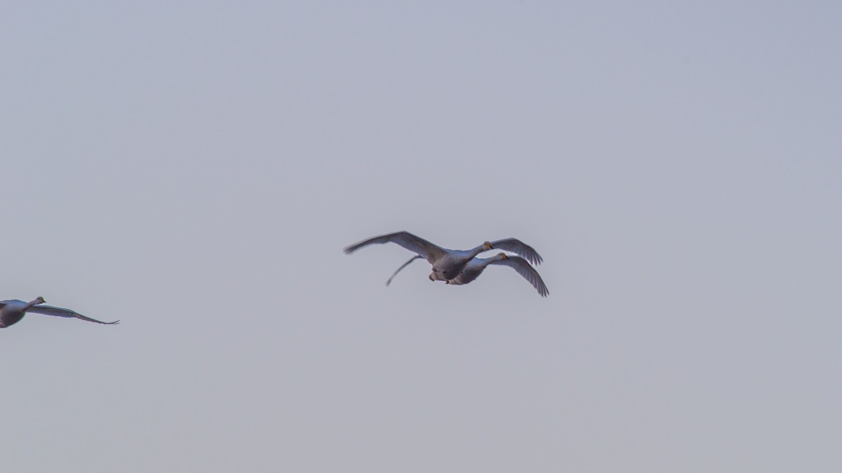 梦 醒 时 分 --- 北 票 大 天 鹅 （ 六 ）