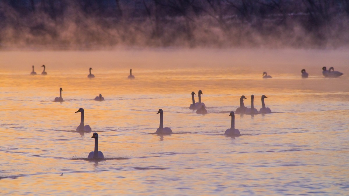 梦 醒 时 分 --- 北 票 大 天 鹅 （ 六 ）