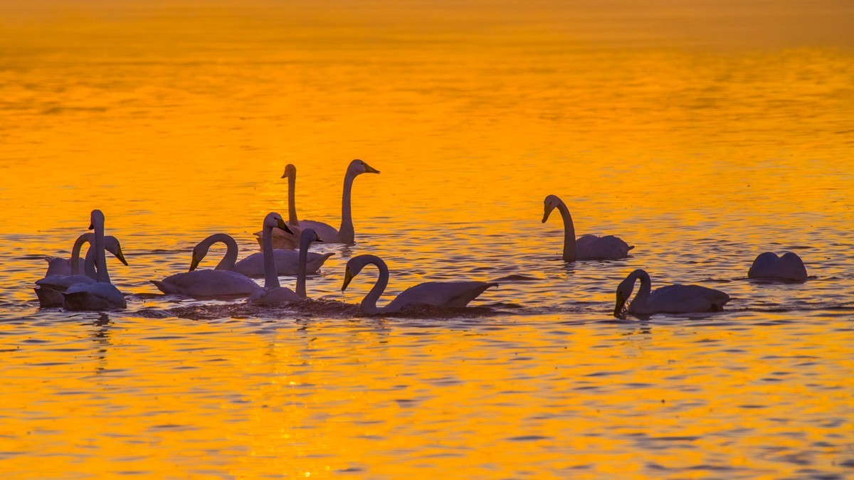 梦 醒 时 分 --- 北 票 大 天 鹅 （ 六 ）