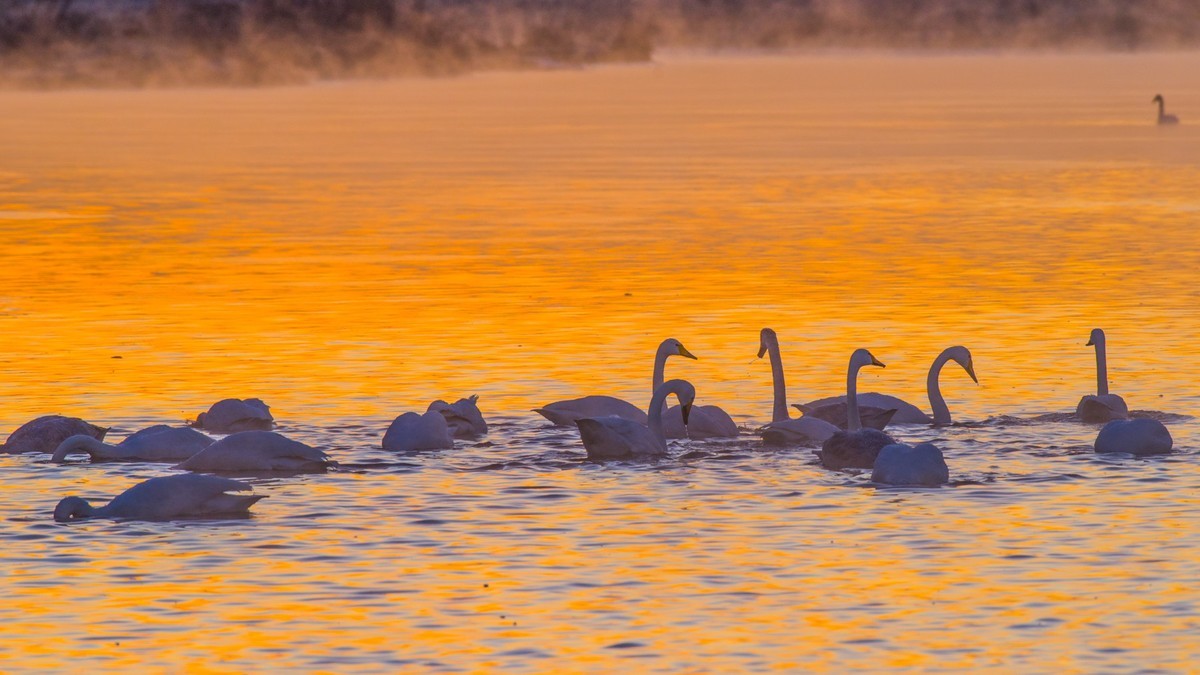 梦 醒 时 分 --- 北 票 大 天 鹅 （ 六 ）