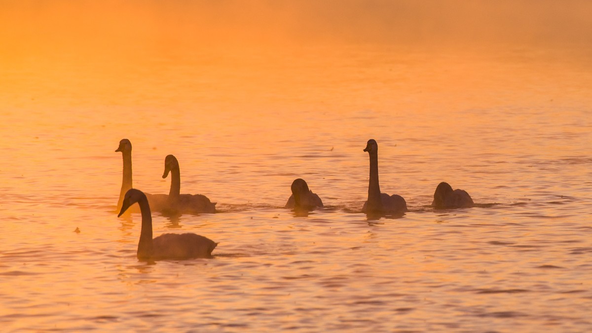梦 醒 时 分 --- 北 票 大 天 鹅 （ 六 ）