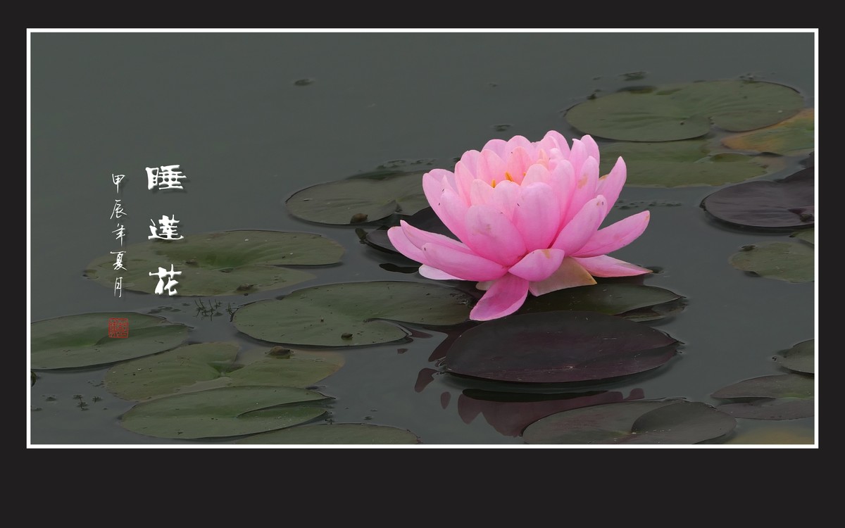 圣洁鲜艳的睡莲花