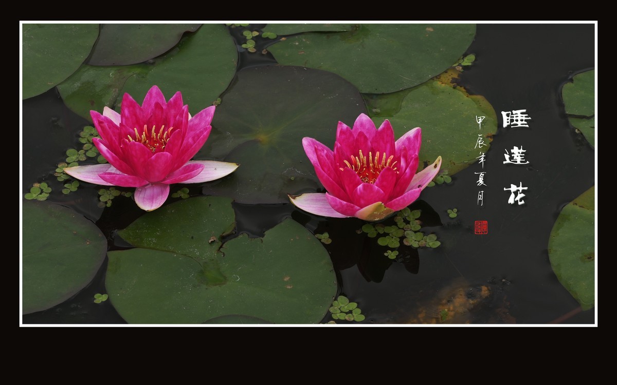 圣洁鲜艳的睡莲花