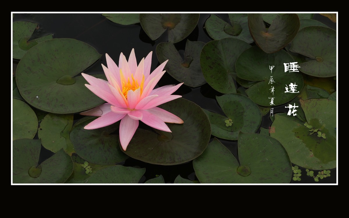 圣洁鲜艳的睡莲花