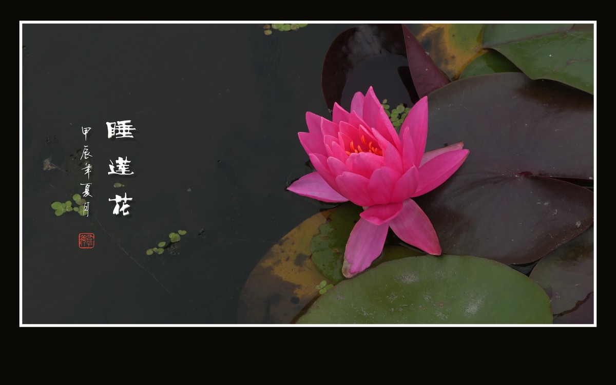 圣洁鲜艳的睡莲花