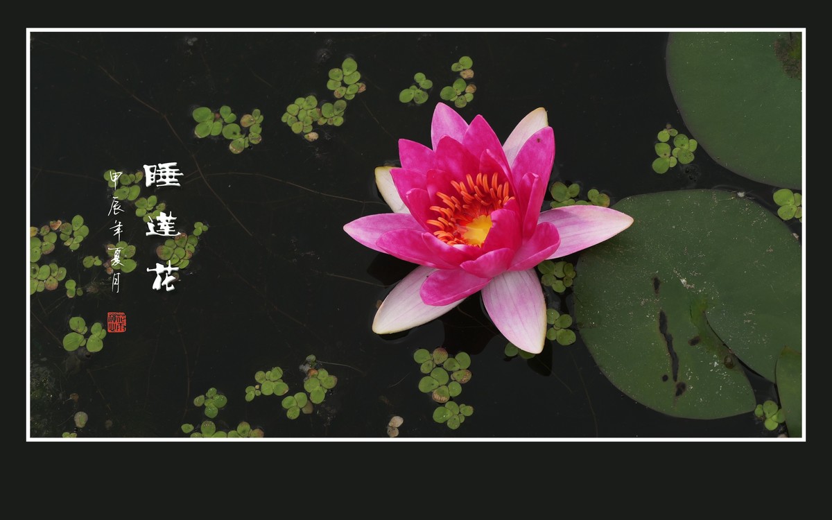 圣洁鲜艳的睡莲花