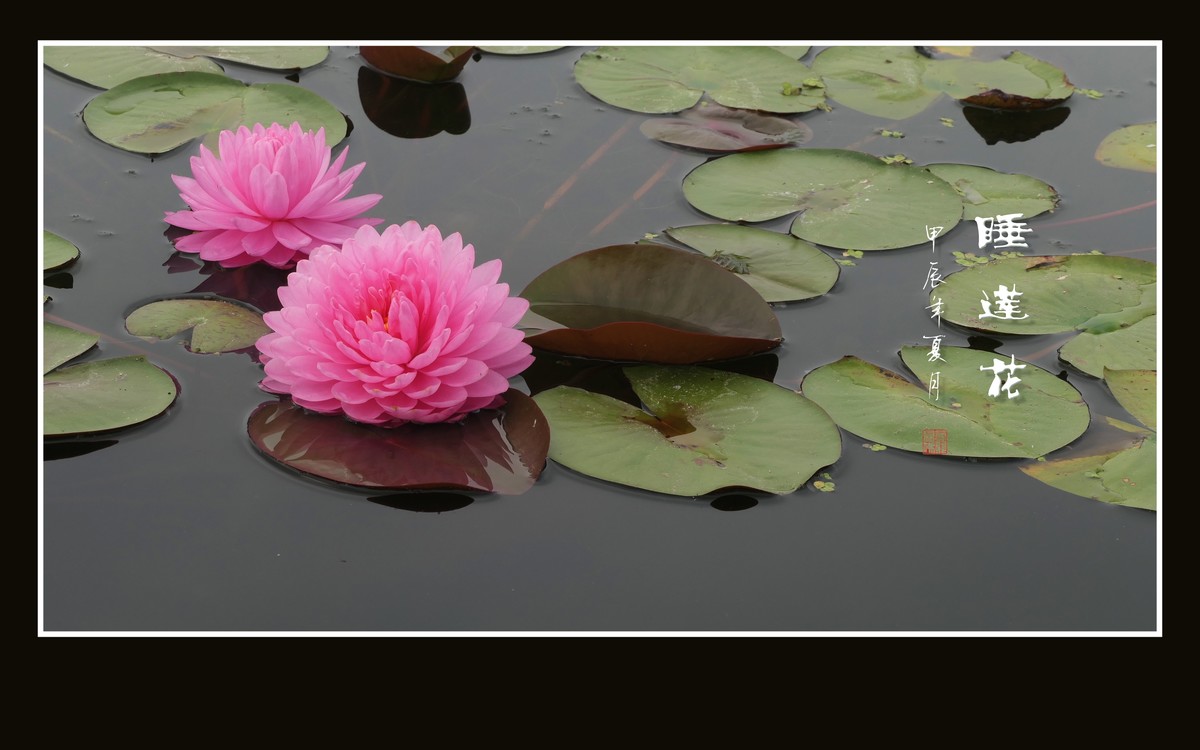 圣洁鲜艳的睡莲花