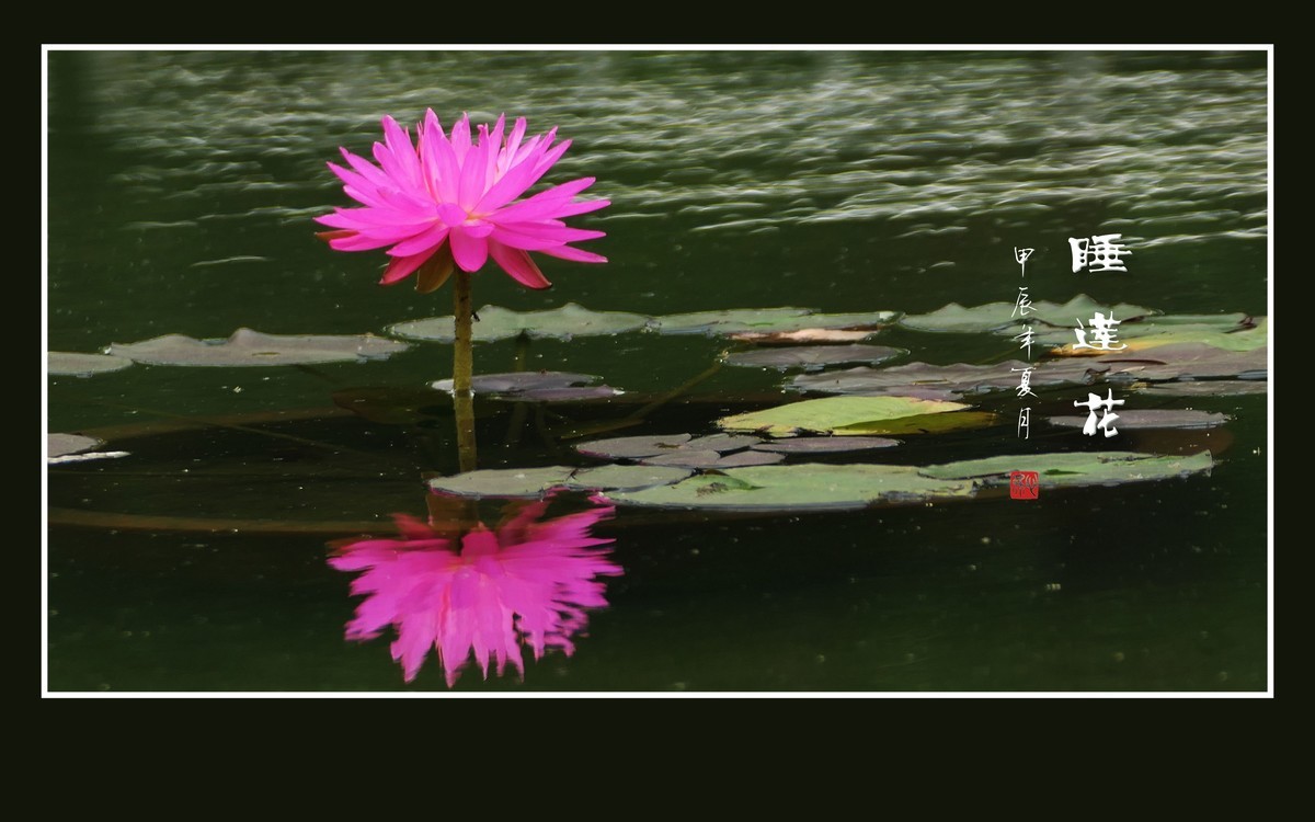 圣洁鲜艳的睡莲花