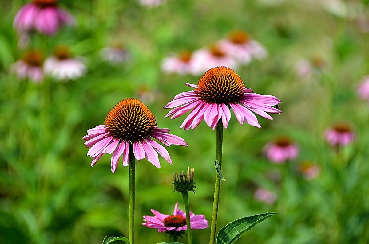 2024松果菊（4）