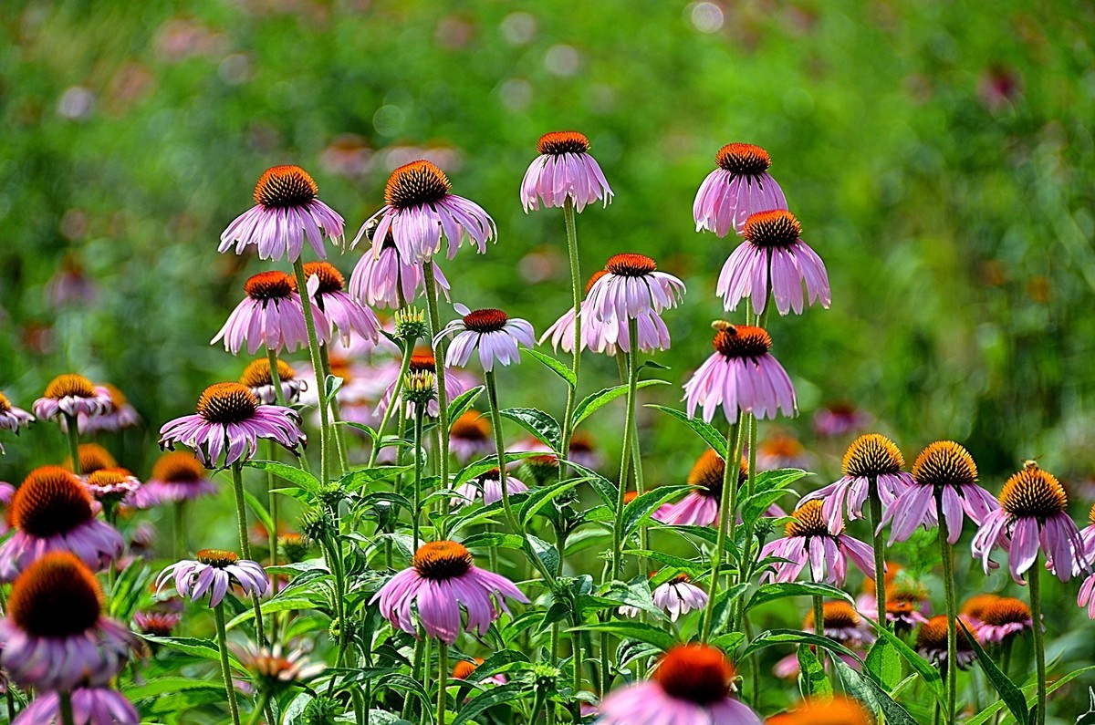 2024松果菊（4）