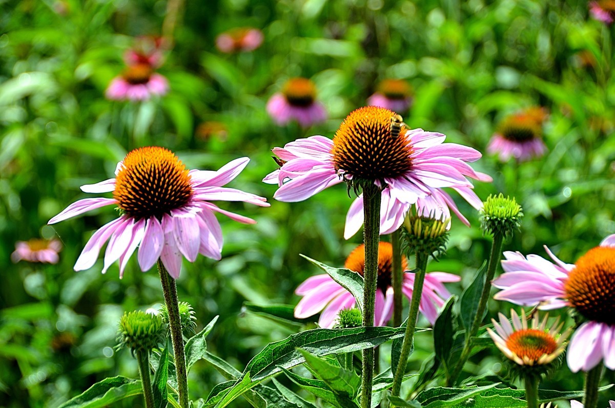 2024松果菊（4）