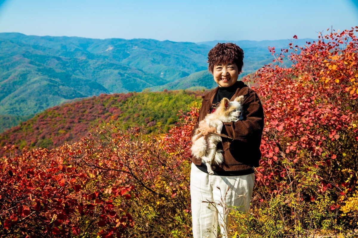 赵老峪北的红叶