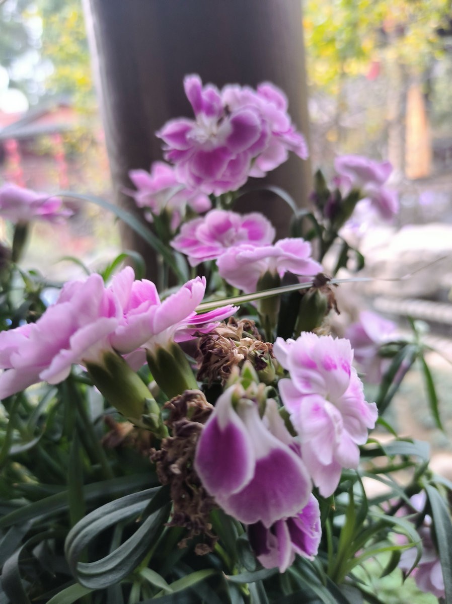 漫步星城 走街串巷（512）长沙很丽江