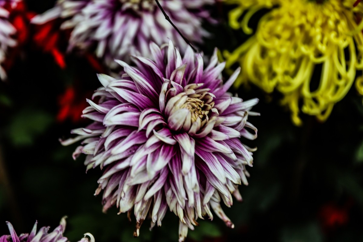 岳麓山顶拍菊花2