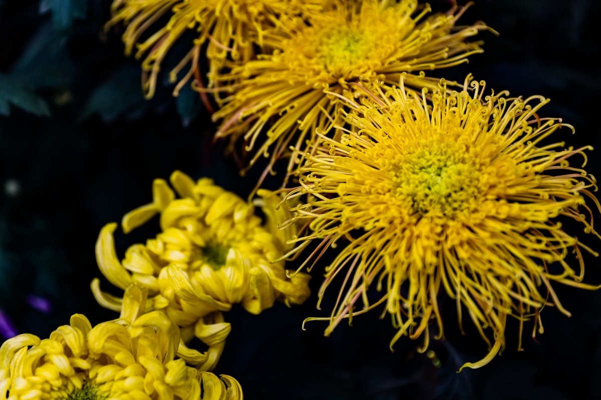 岳麓山顶拍菊花2