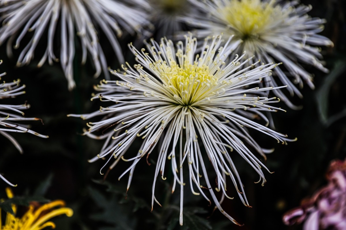 岳麓山顶拍菊花2