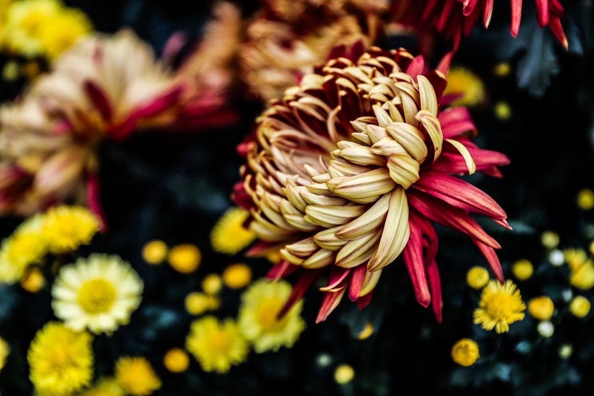 岳麓山顶拍菊花2