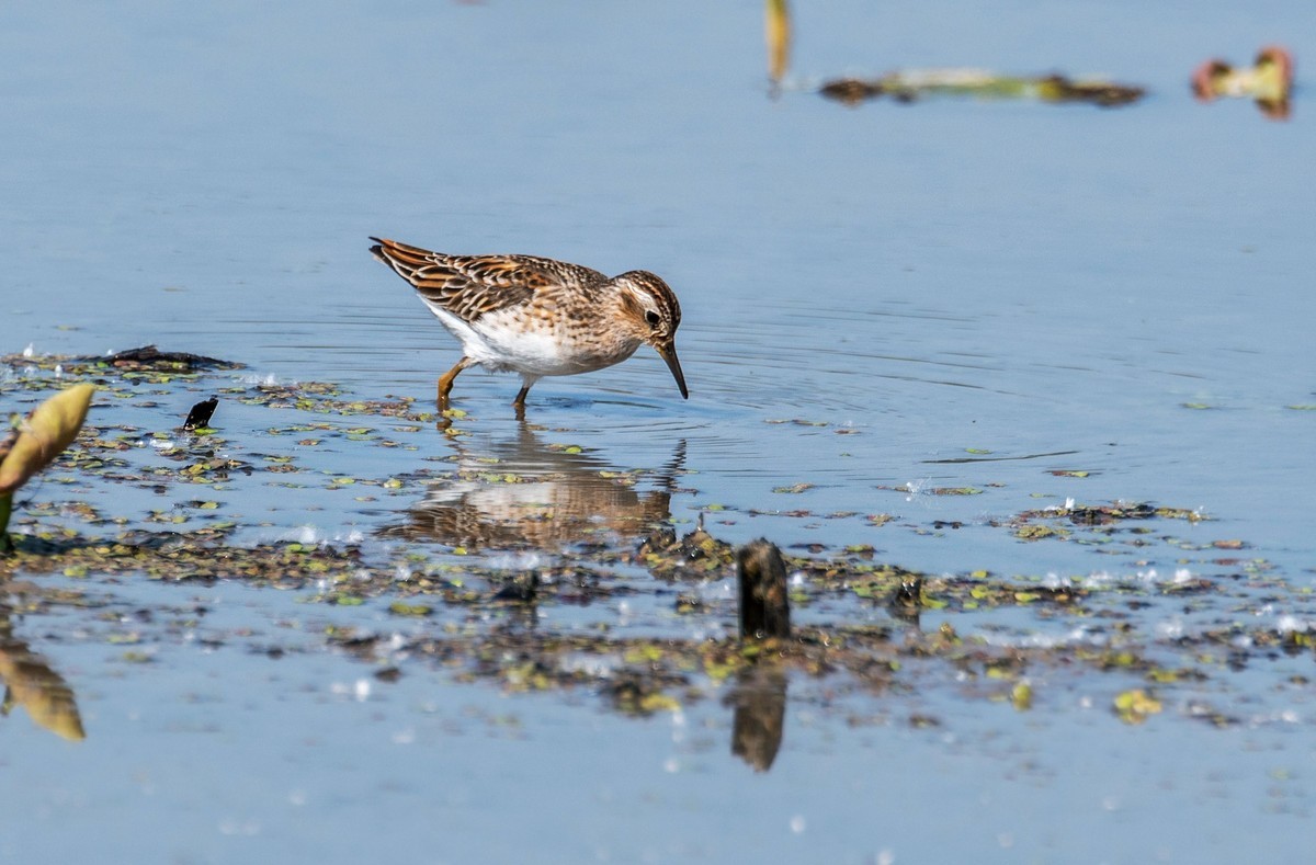 长趾滨鹬（四）