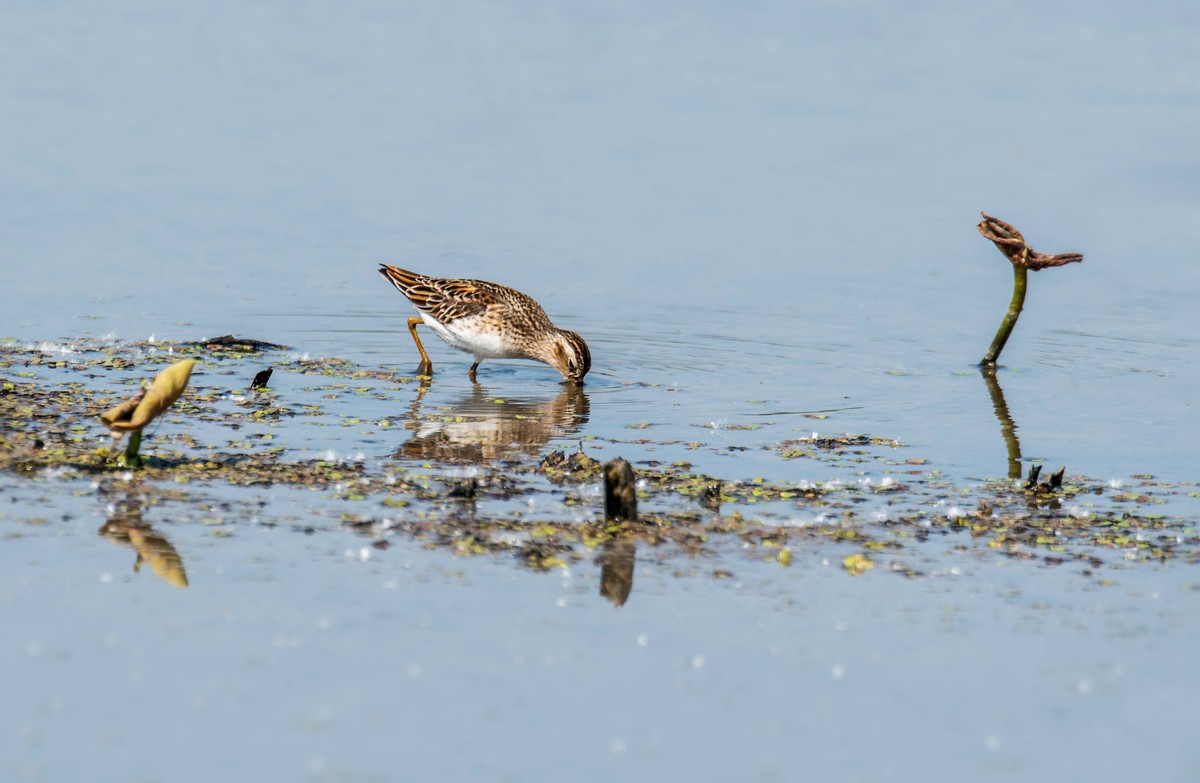长趾滨鹬（四）